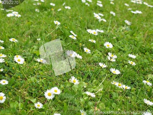 Image of Daisy flower