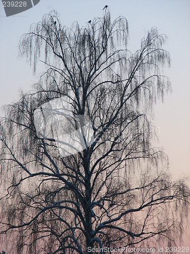 Image of Silouette tree