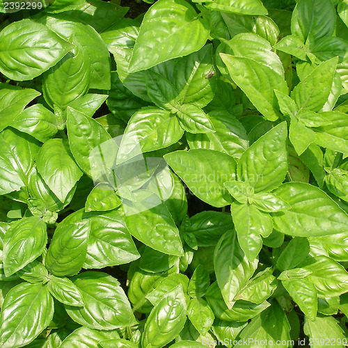 Image of Basil