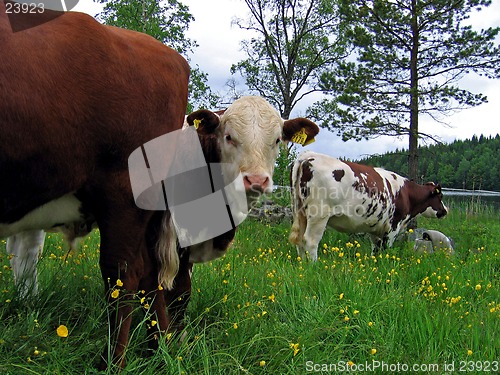 Image of Cows on a field by a lake