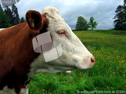 Image of Close up side portrait of a cow.