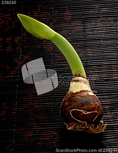 Image of amaryllis bulb and sprout 2
