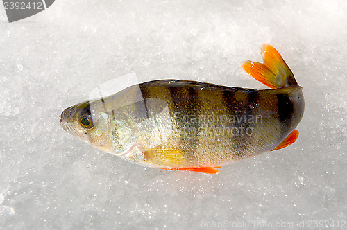 Image of Winter fishing.