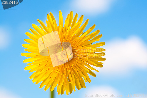 Image of Dandelion Flower