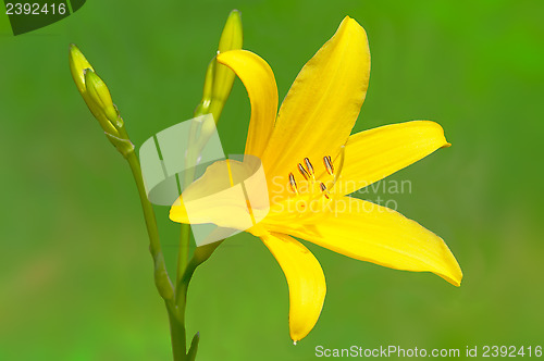 Image of Yellow lily flower in bud.