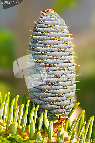 Image of Young fir-cone