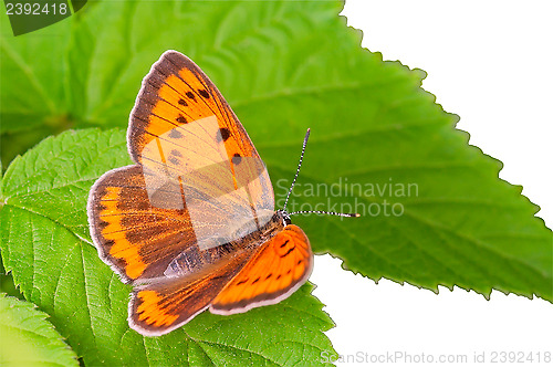 Image of Butterfly sitting on a green leaf close-up