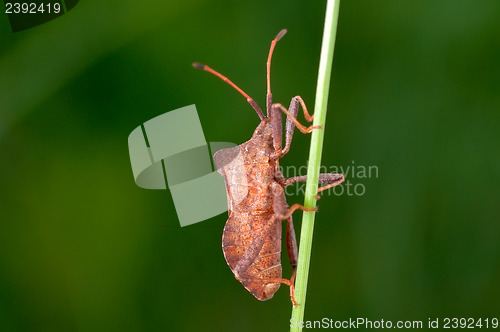 Image of Brown beetle on a green stem.