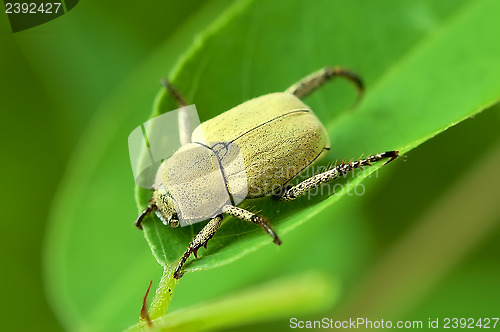 Image of Yellow beetle on a green leaf.