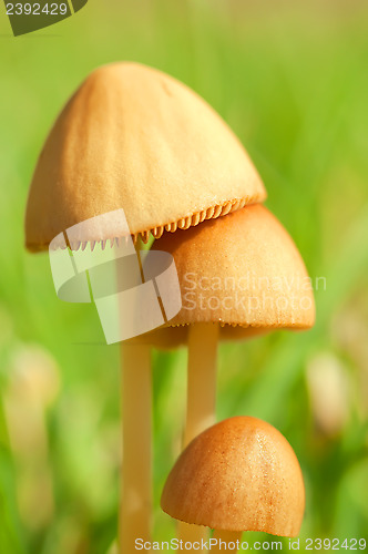 Image of Mushrooms on a blurred background