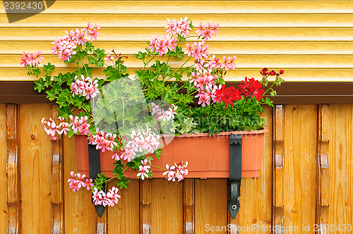 Image of Flowers in a flowerpot.