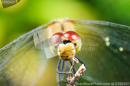 Image of Dragonfly.
