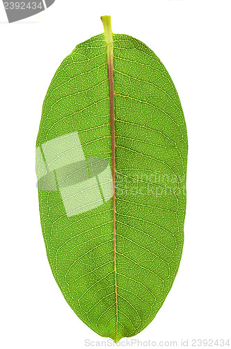 Image of Green Leaf