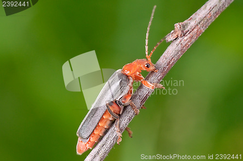 Image of Red-black beetle