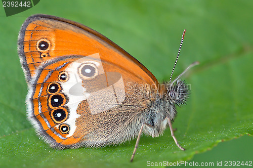 Image of Orange butterfly