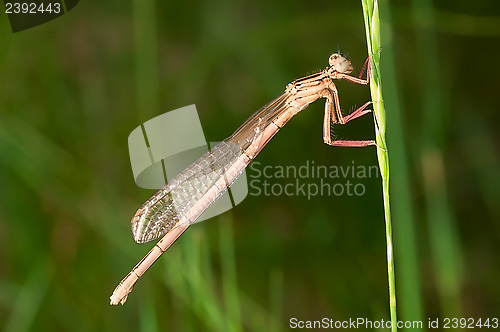 Image of Dragonfly on a stem of grass.