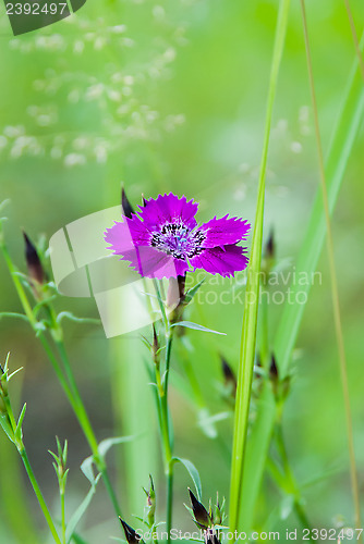 Image of Carnation Amur (Caryophyllaceae)