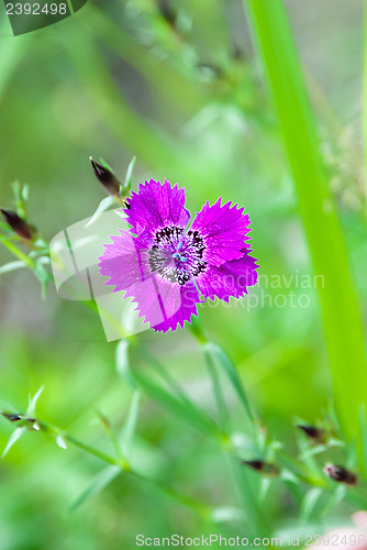 Image of Carnation Amur 