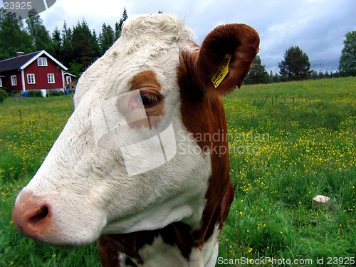 Image of A cow portrait