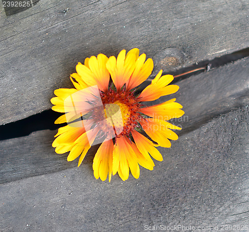 Image of yellow flower