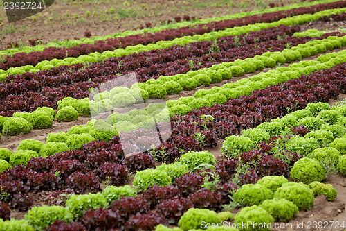 Image of fresh green and red lettuce salad field summer