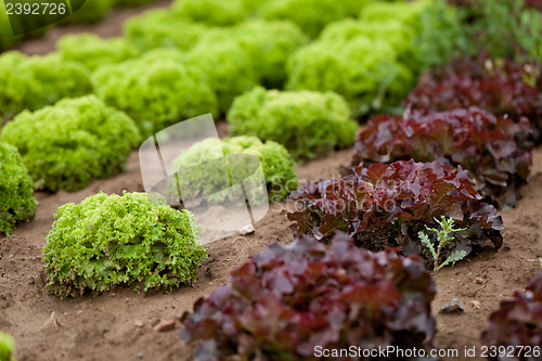 Image of fresh green and red lettuce salad field summer