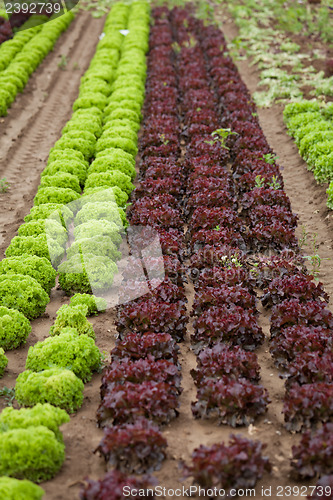 Image of fresh green and red lettuce salad field summer