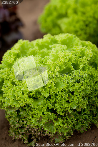 Image of fresh green and red lettuce salad field summer