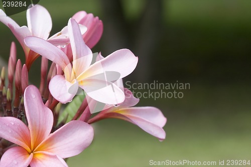 Image of Frangipani flowers

