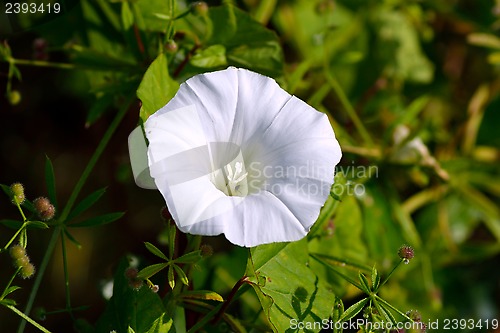 Image of White lily