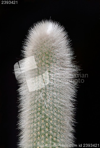 Image of Succulent cactus