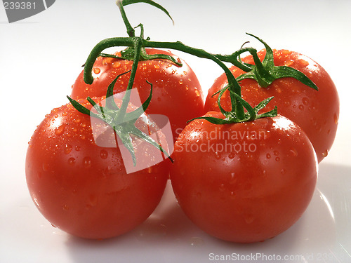 Image of Tomato