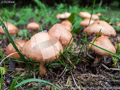 Image of Tiny mushroom