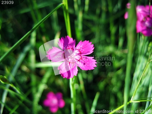 Image of A bright pink flower