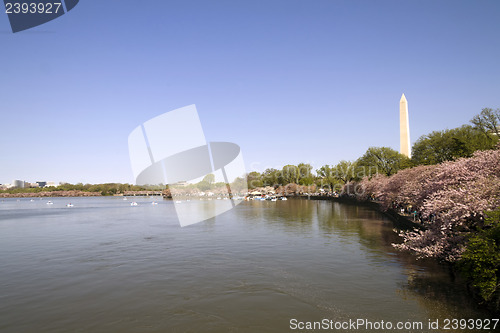 Image of Cherry Blossoms with the Washington Monument 