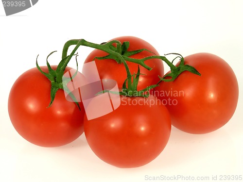 Image of Tomato