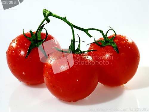 Image of Tomato