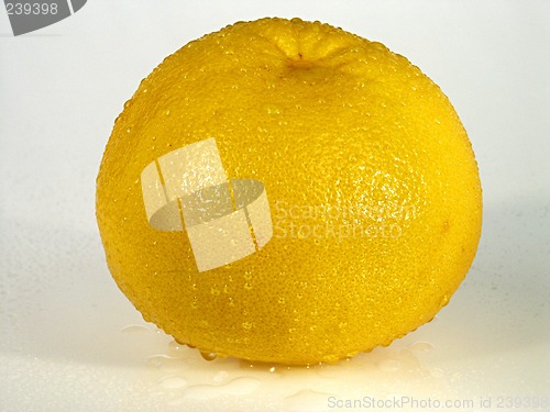 Image of Lemon