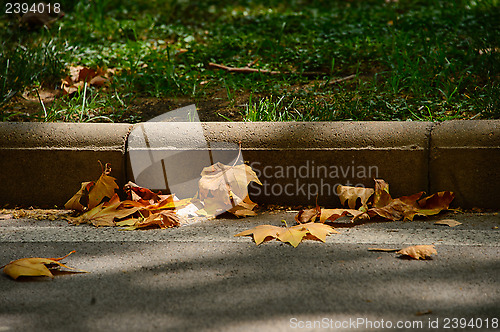 Image of Leaves in city street