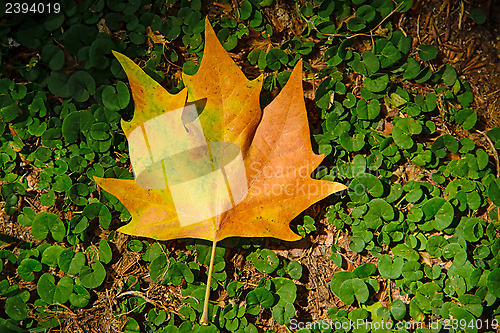 Image of Orange maple leaf