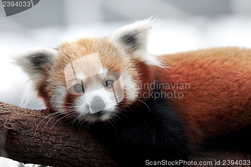 Image of Red Panda