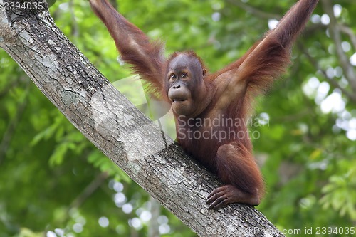 Image of Borneo Orangutan