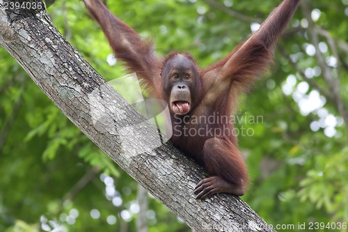 Image of Borneo Orangutan