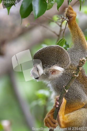 Image of Squirrel Monkey