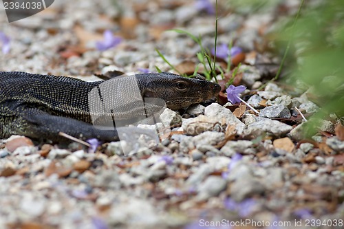Image of Lizard Portrait