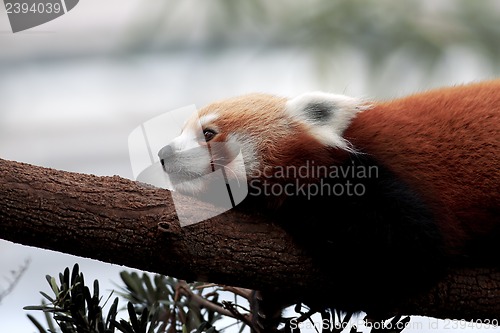 Image of Red Panda