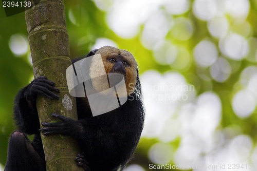 Image of White-faced Saki Monkey