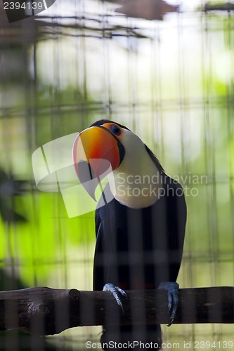 Image of Toucan in Zoo