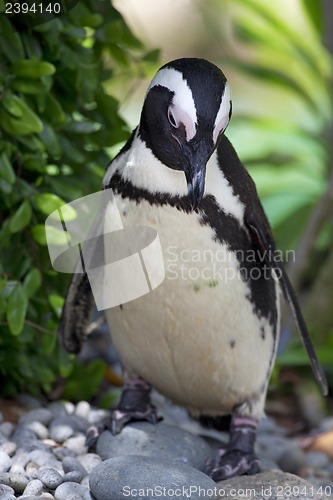 Image of African Penguin