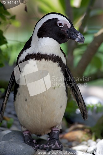 Image of African Penguin